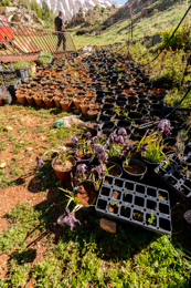 Al-Arz;Iris;Iris-Cedreti;Kaleidos;Kaleidos-images;Lebanon;Middle-East;Near-East;Proche-Orient;Tarek-Charara;Flowers;Endemic;Endangered-species;Endemic-species;Critically-endangered;Critically-endangered-species